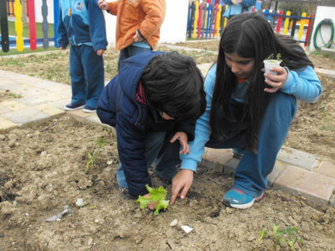A plantar alfaces, interação alunos do 5.º ano com os educandos da sala dos 3 anos.